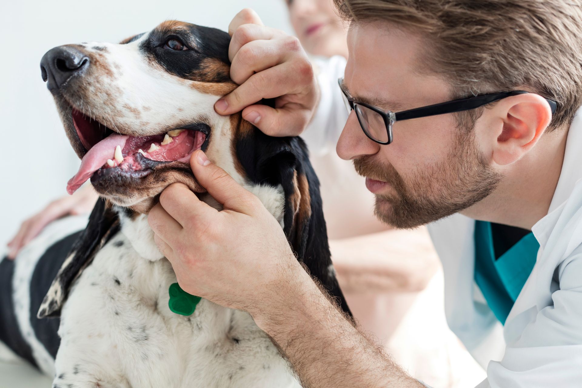 Veterinarian examining a black-and-white dog’s mouth in a clinic Veterinarian examining a black-and-white dog’s mouth in a clinic