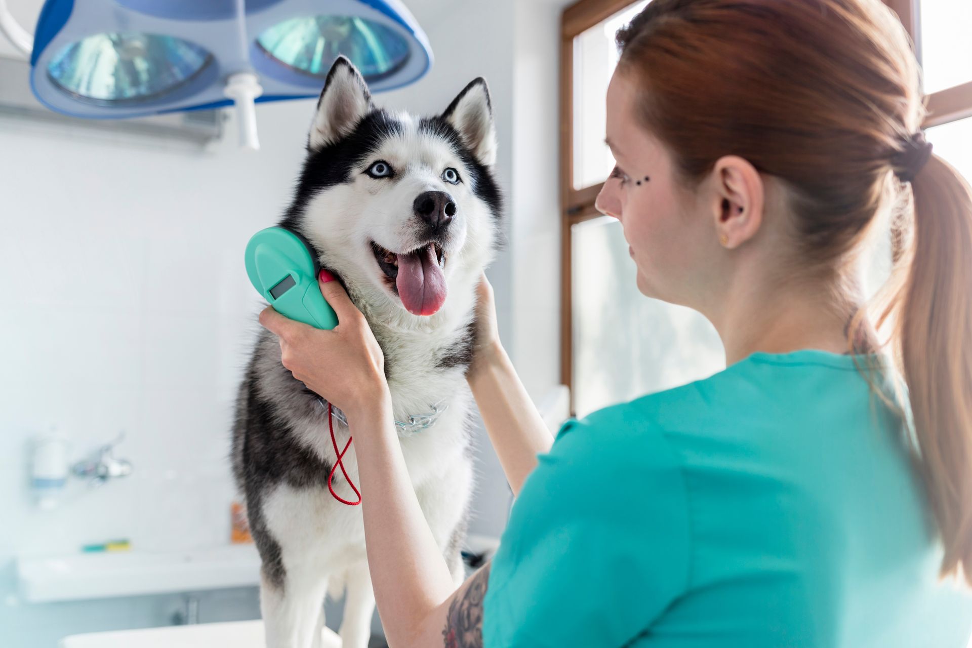 Veterinarian examining a happy husky in a bright clinic room Veterinarian examining a happy husky in a bright clinic room