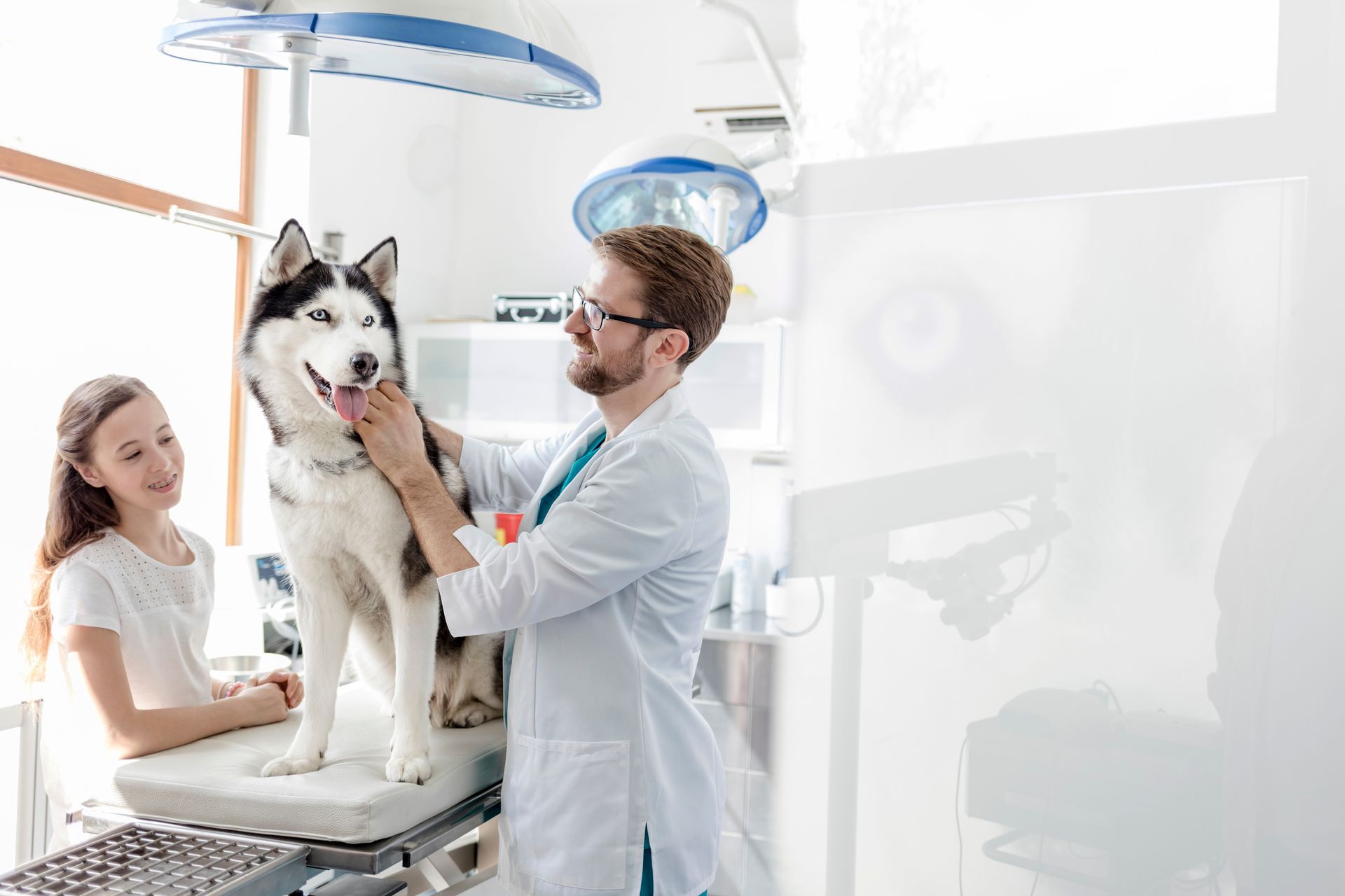 Veterinarian examining a husky while a woman sits nearby in a bright clinic room Veterinarian examining a husky while a woman sits nearby in a bright clinic room