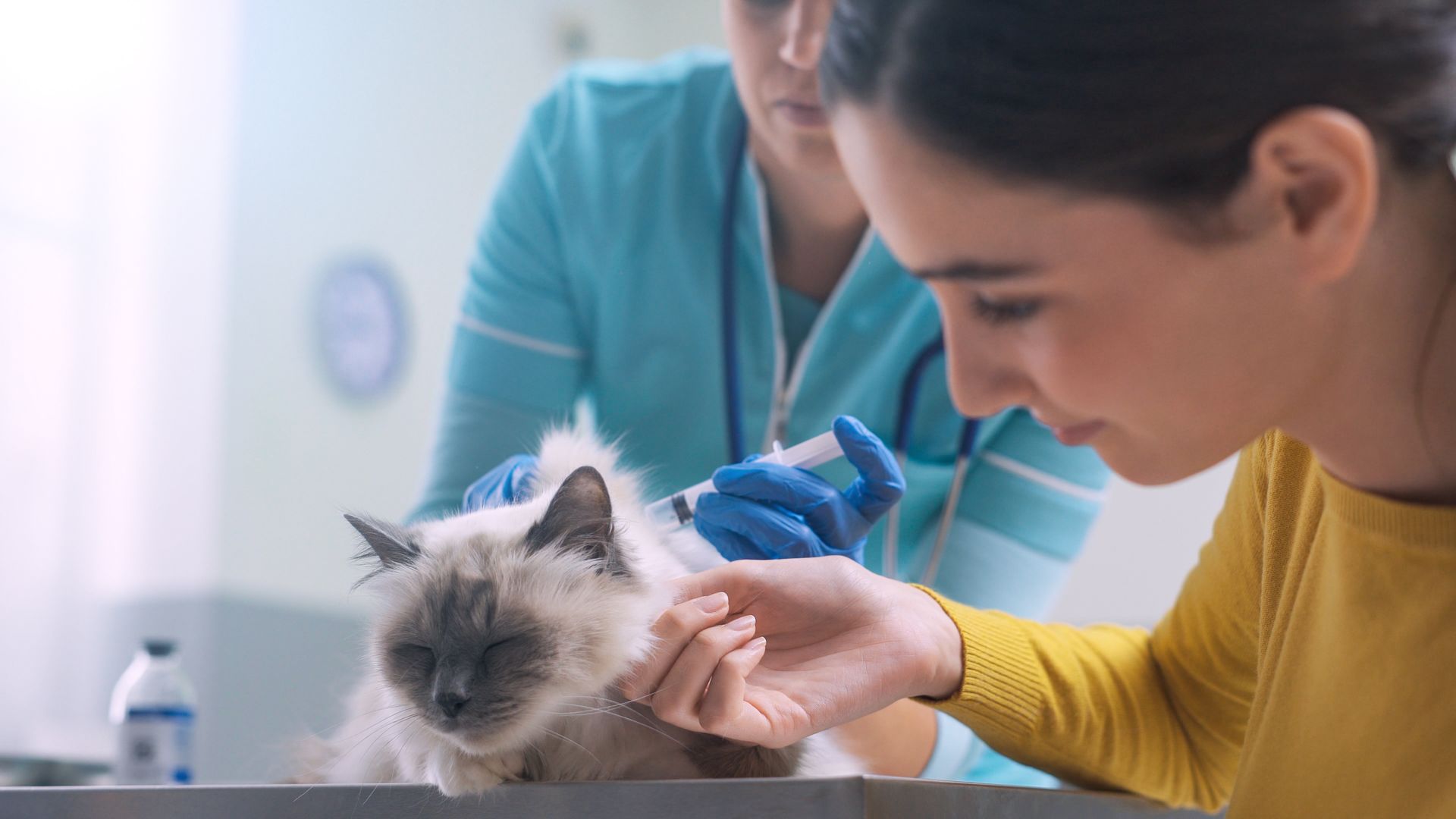 Veterinarian examining a fluffy cat while an assistant stands nearby in a clinic Veterinarian examining a fluffy cat while an assistant stands nearby in a clinic