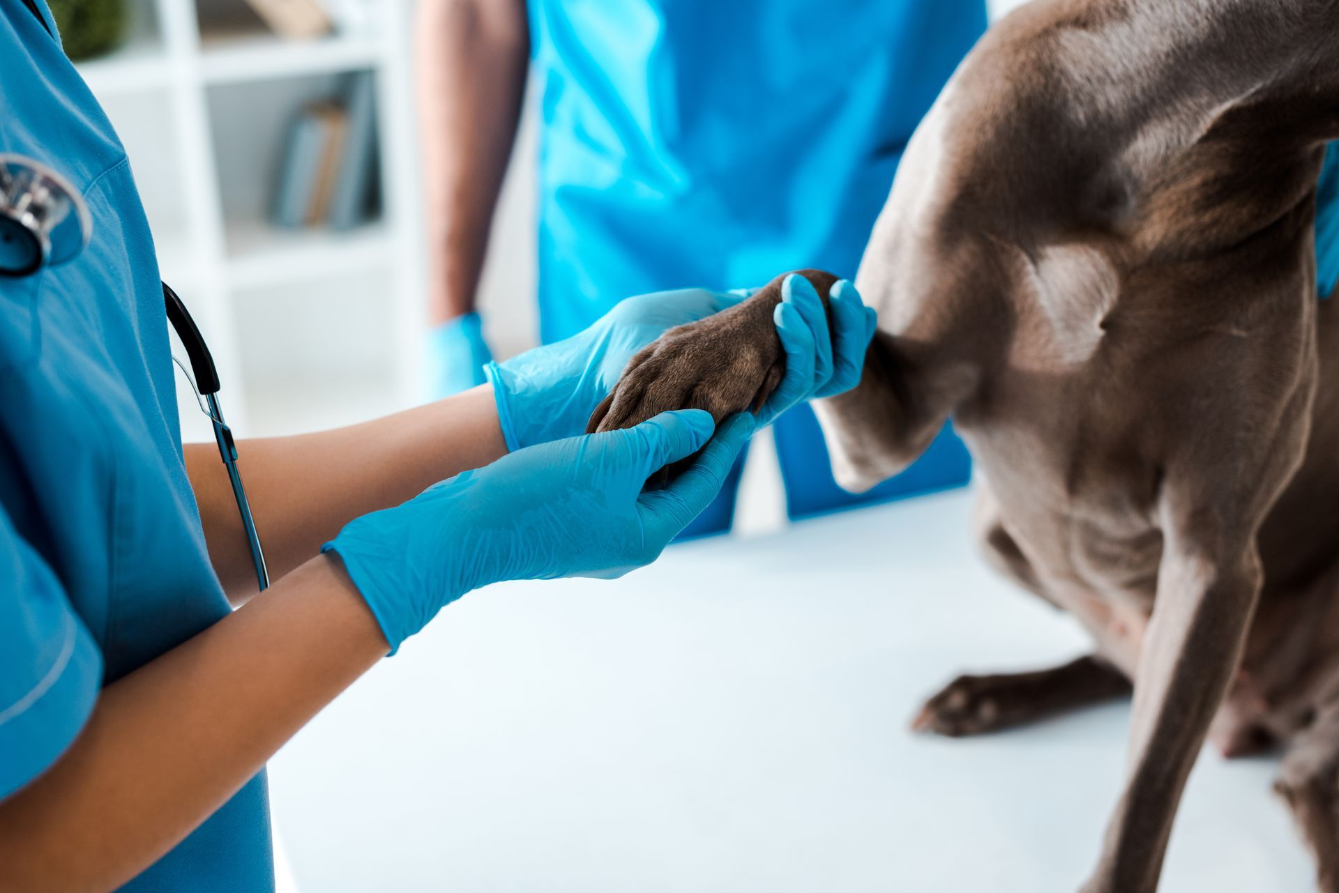 Veterinarian in blue gloves examining a dog’s paw in a clinic