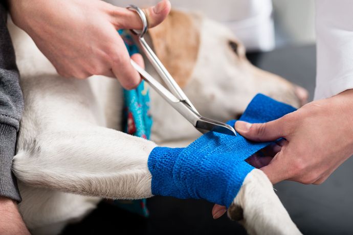 Veterinarian bandaging a dog's paw with blue wrap and scissors Veterinarian bandaging a dog's paw with blue wrap and scissors