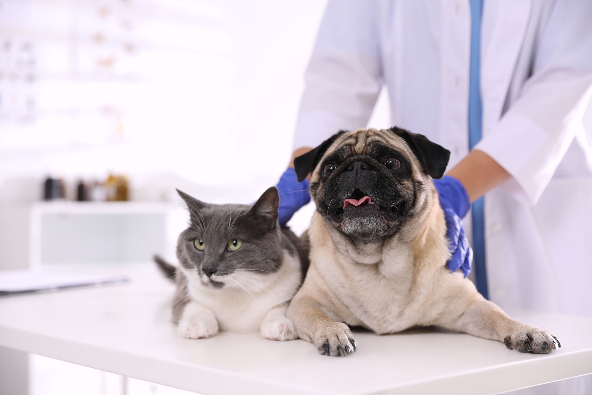 Cat and pug lying on a veterinary exam table with a vet in the background. Cat and pug lying on a veterinary exam table with a vet in the background.