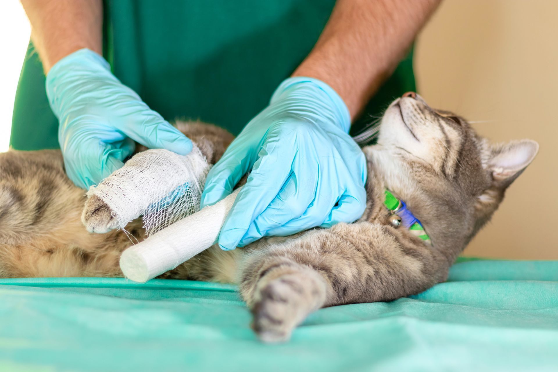 Veterinarian bandaging a tabby cat’s leg on an exam table