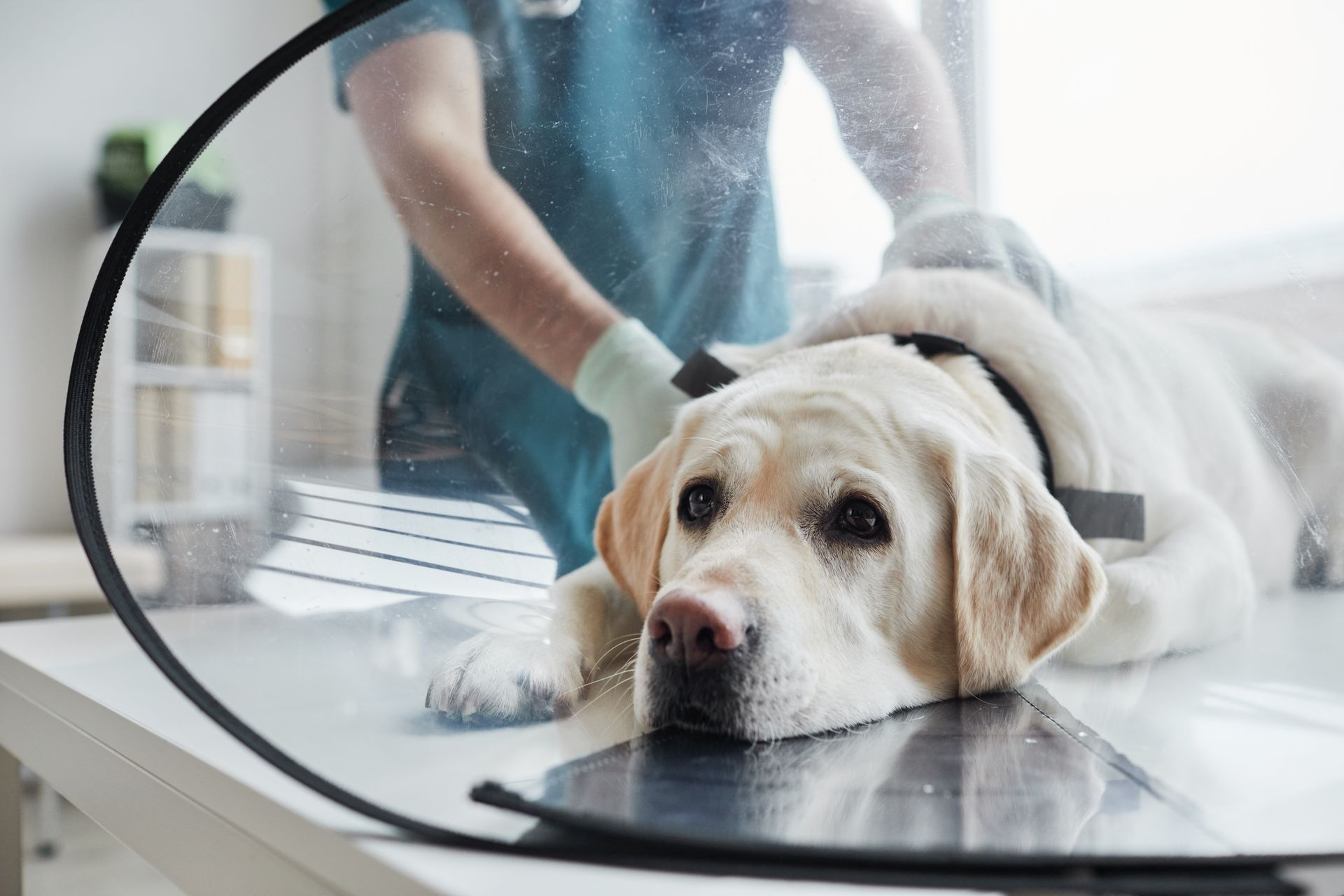 Yellow lab being groomed on a table by a person in blue gloves