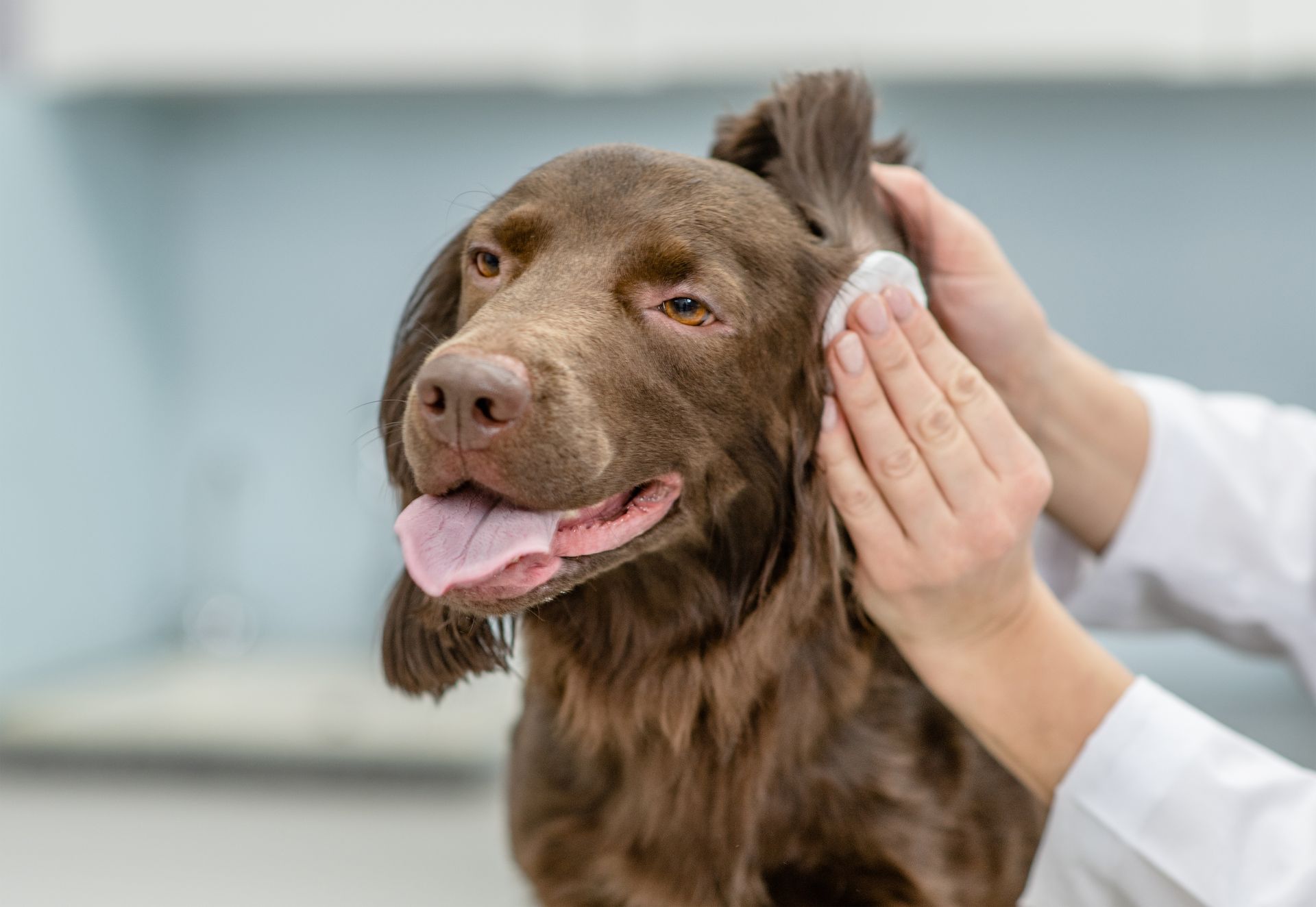Brown dog being examined by a veterinarian, with hands checking its ear