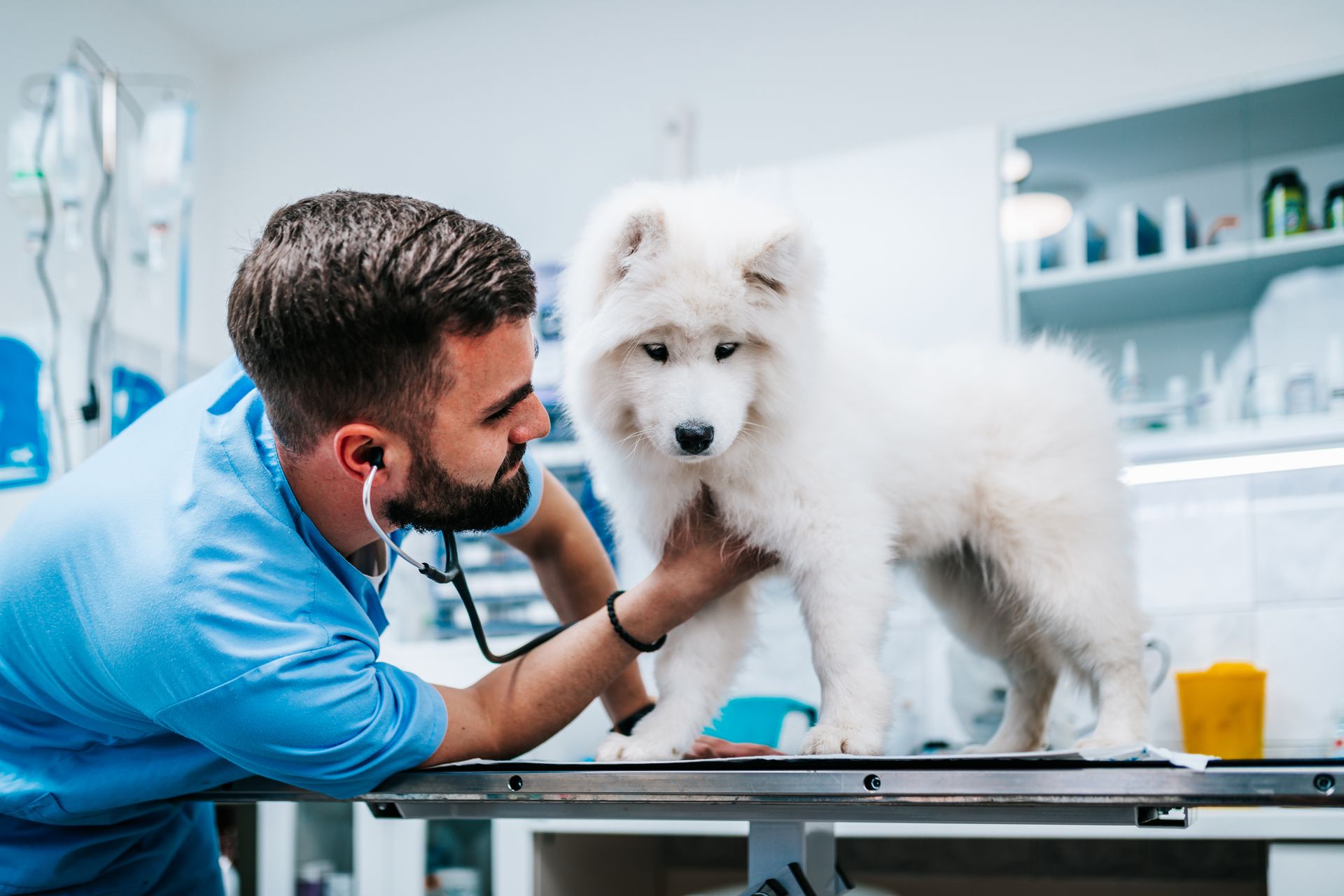 Veterinarian examining a fluffy white dog on a clinic table Veterinarian examining a fluffy white dog on a clinic table