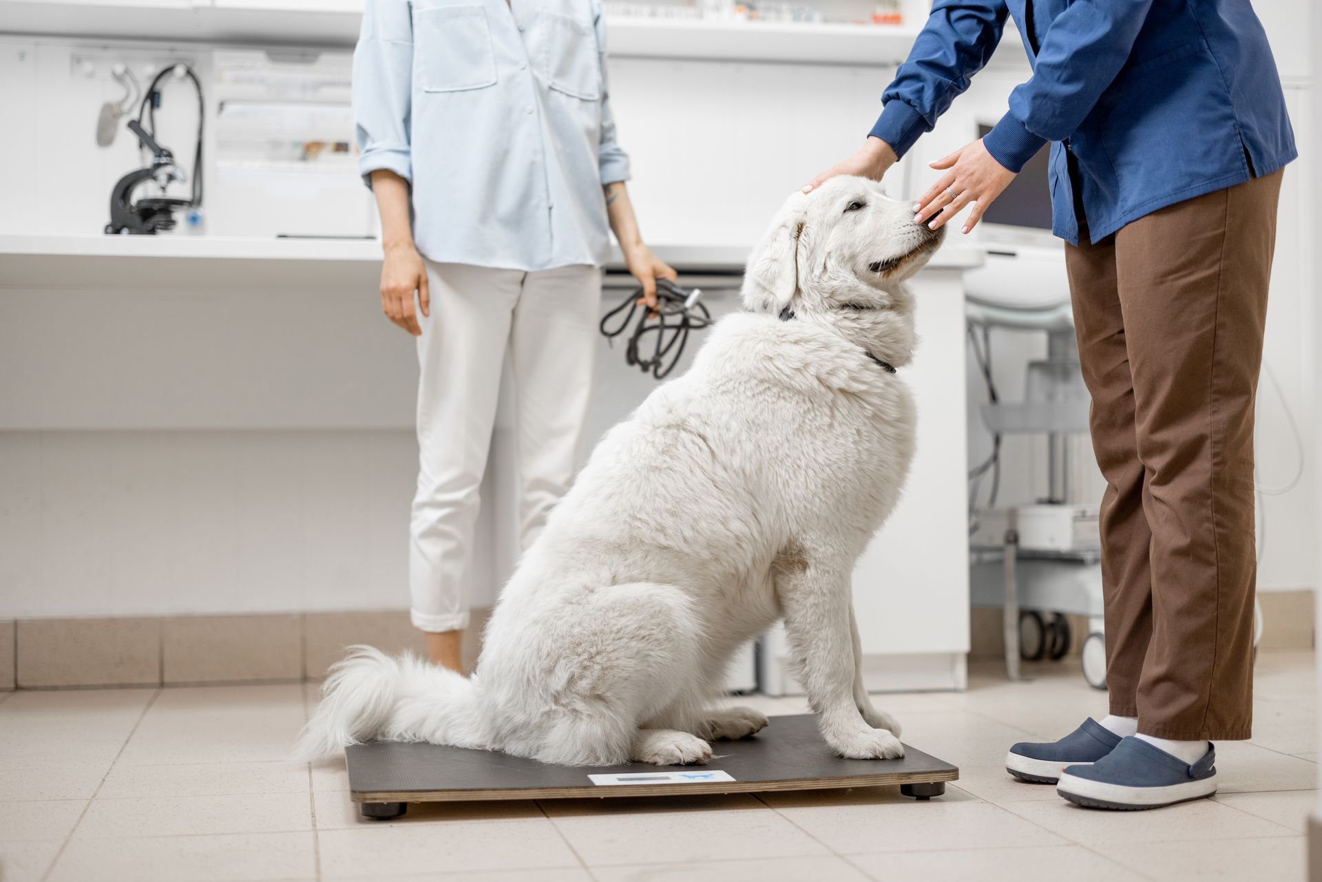 Veterinarian and assistant examining a large white dog in a clinic room