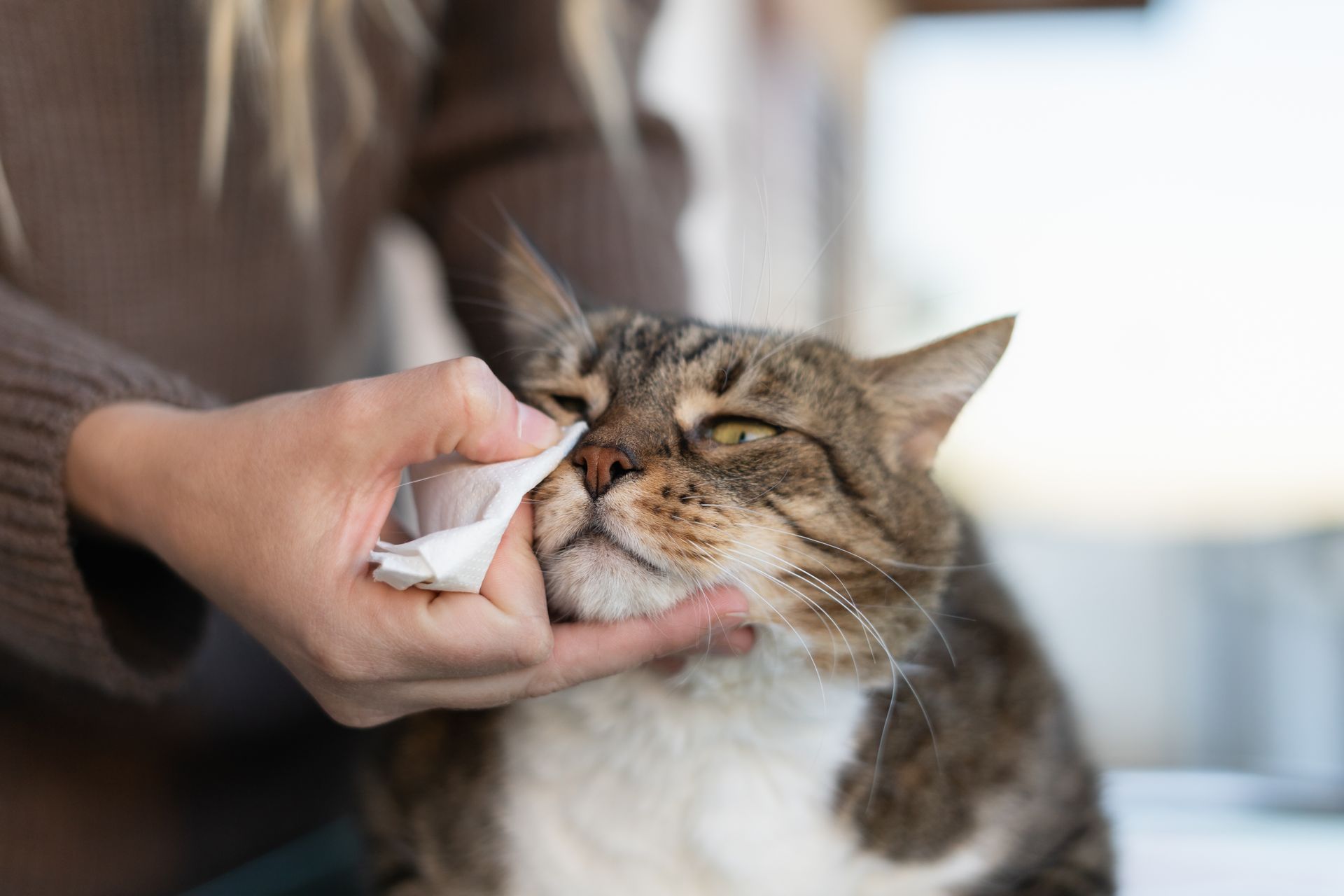 Hand wiping a cat’s face with a tissue as the cat squints
