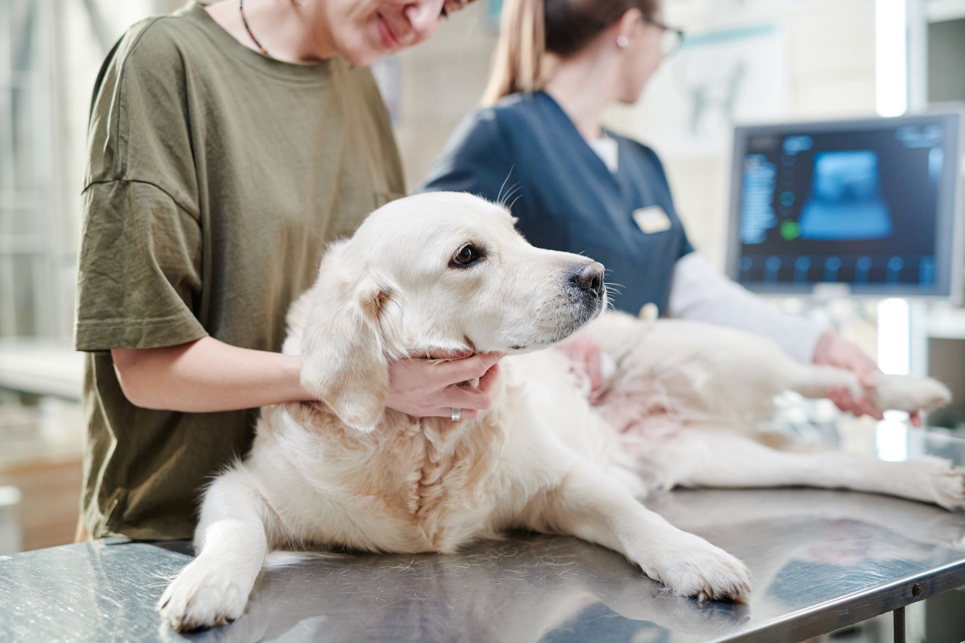 Veterinarian examining a white dog on a clinic exam table with staff in the background Veterinarian examining a white dog on a clinic exam table with staff in the background