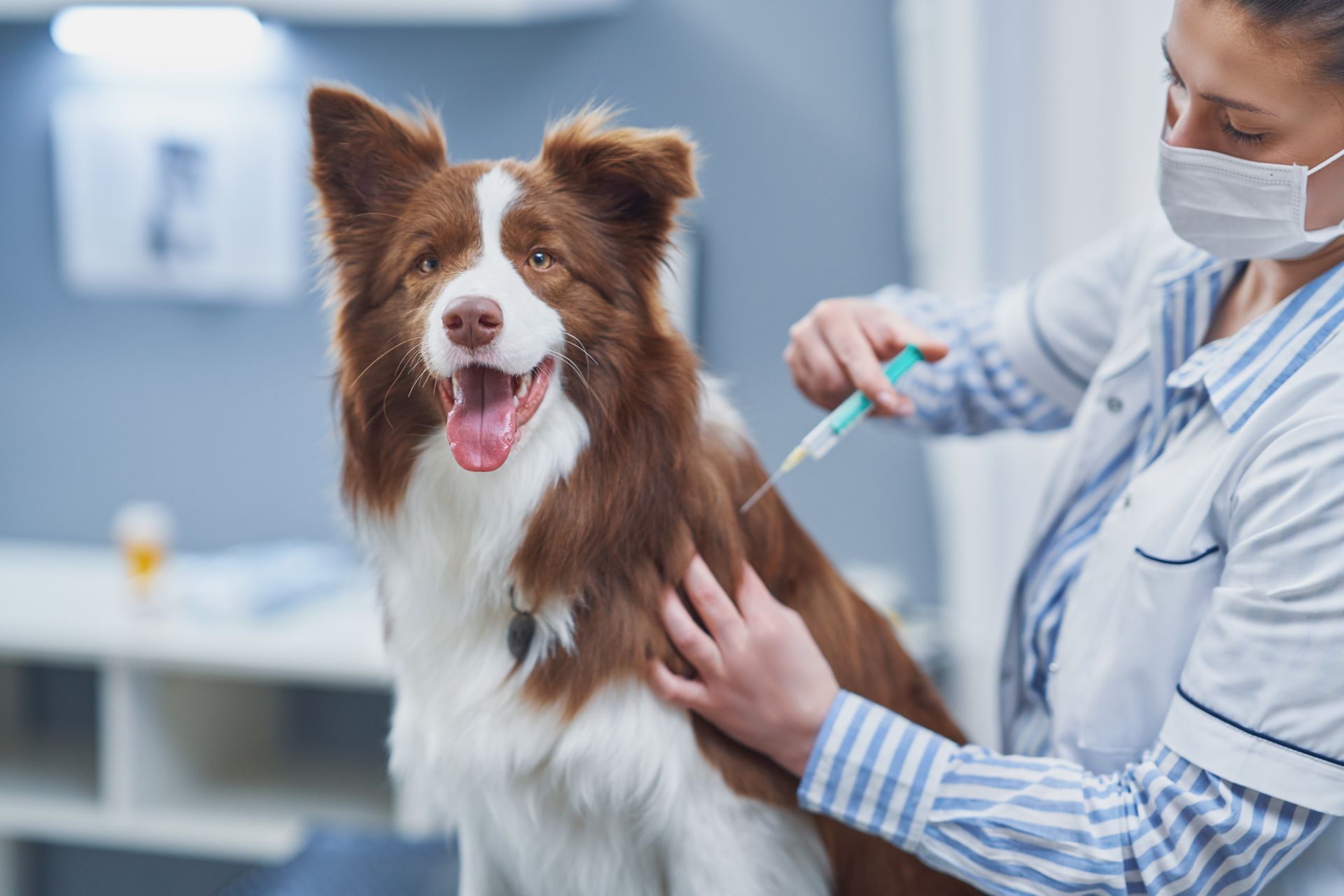 Veterinarian examining a brown-and-white dog in a clinic Veterinarian examining a brown-and-white dog in a clinic