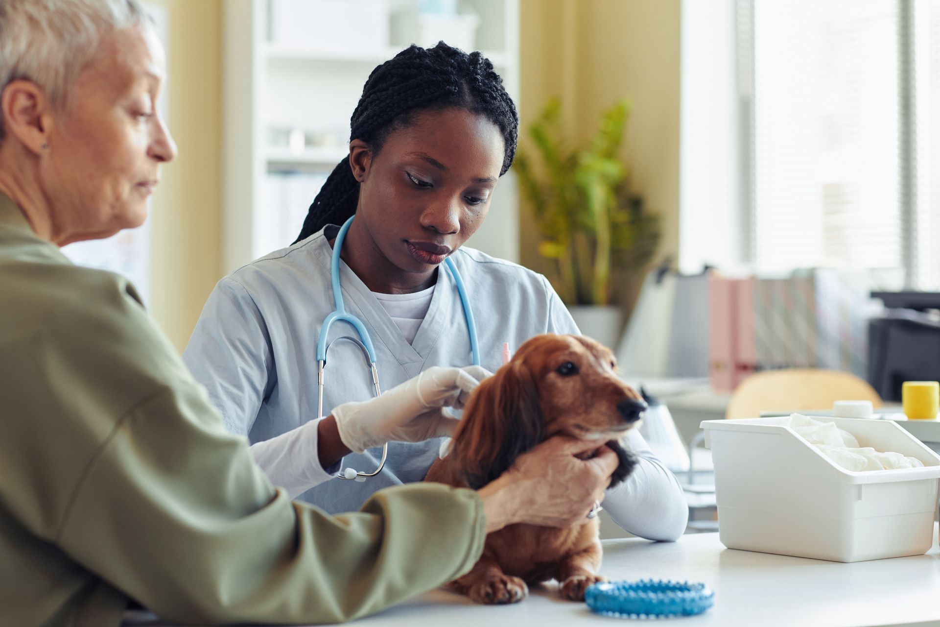 Veterinarian examining a small brown dog with an older client in a clinic