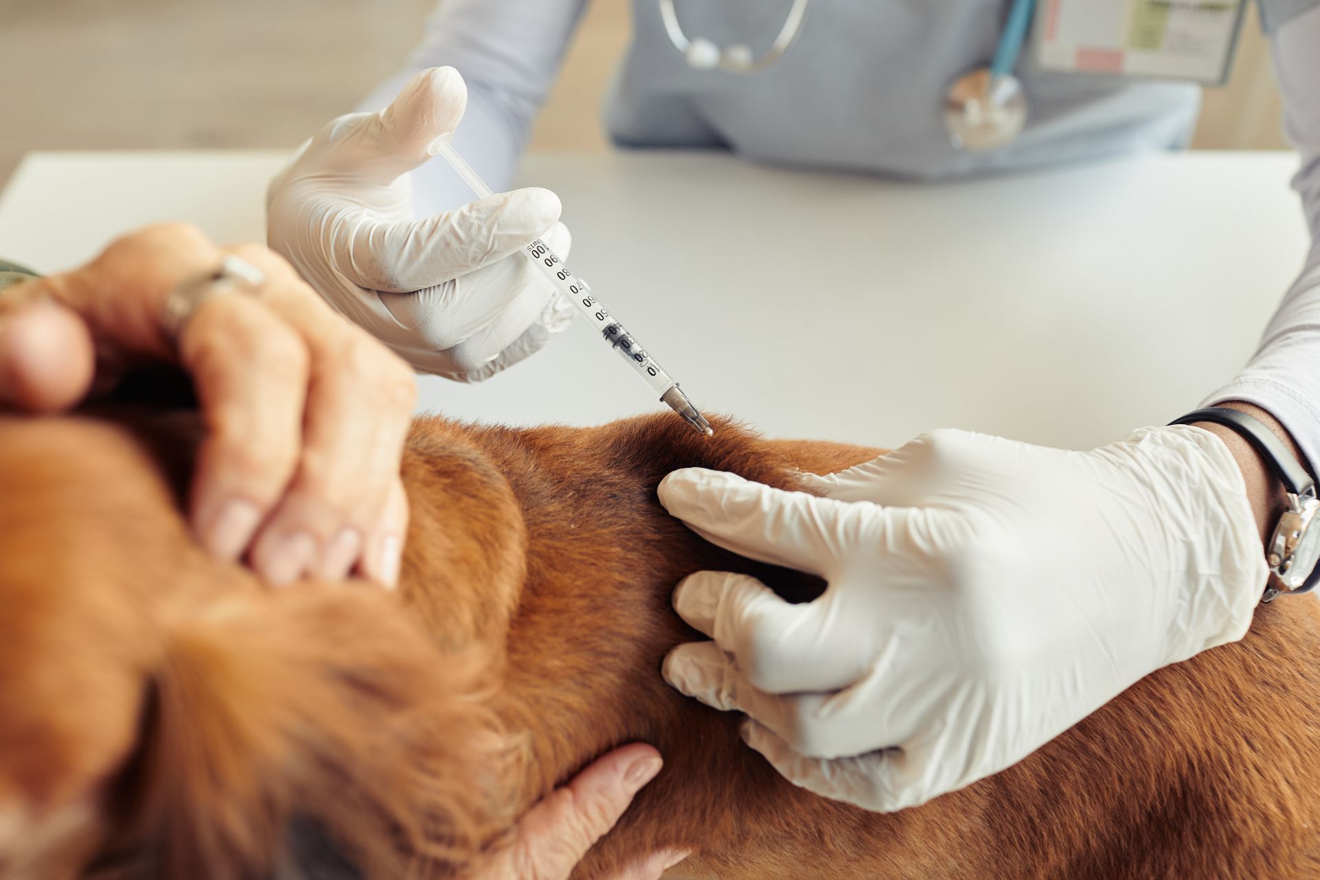 Veterinarian giving a dog an injection during a checkup on a exam table
