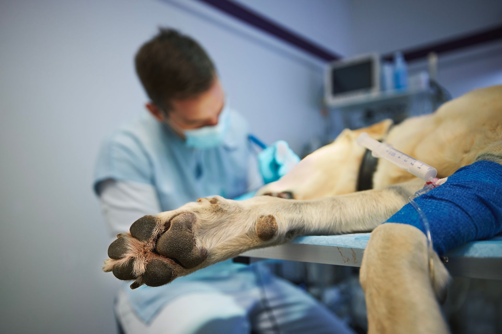 Veterinarian treating a dog on an exam table, with bandaged leg in a clinic