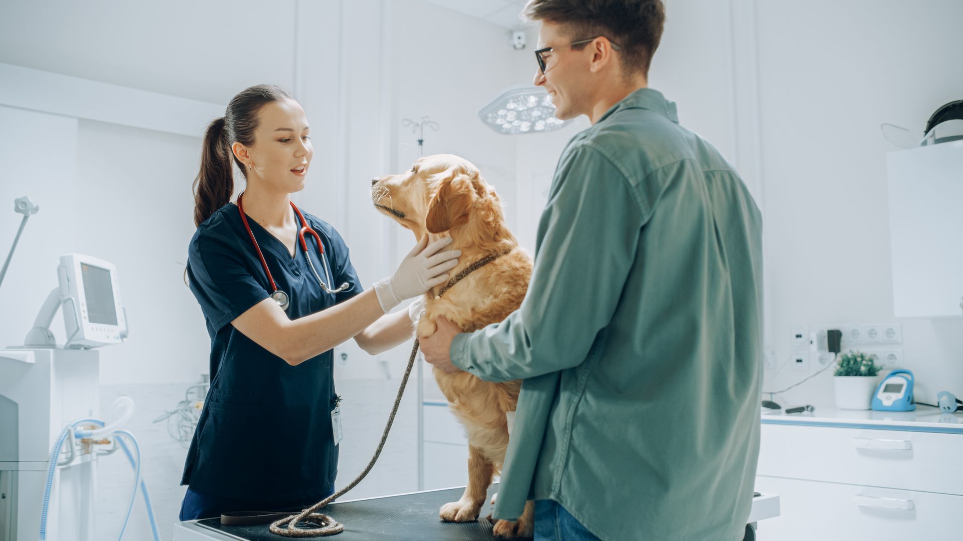 Veterinarian examining a golden retriever in a bright clinic with a man holding the dog
