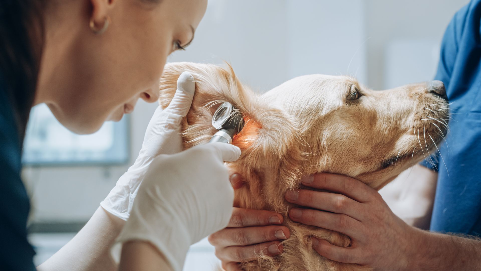 Veterinarian examining a dog’s eye while an assistant holds the dog steady Veterinarian examining a dog’s eye while an assistant holds the dog steady