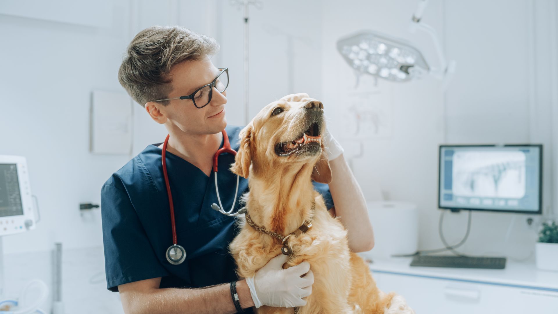 Veterinarian examining a happy golden dog in a bright clinic exam room Veterinarian examining a happy golden dog in a bright clinic exam room