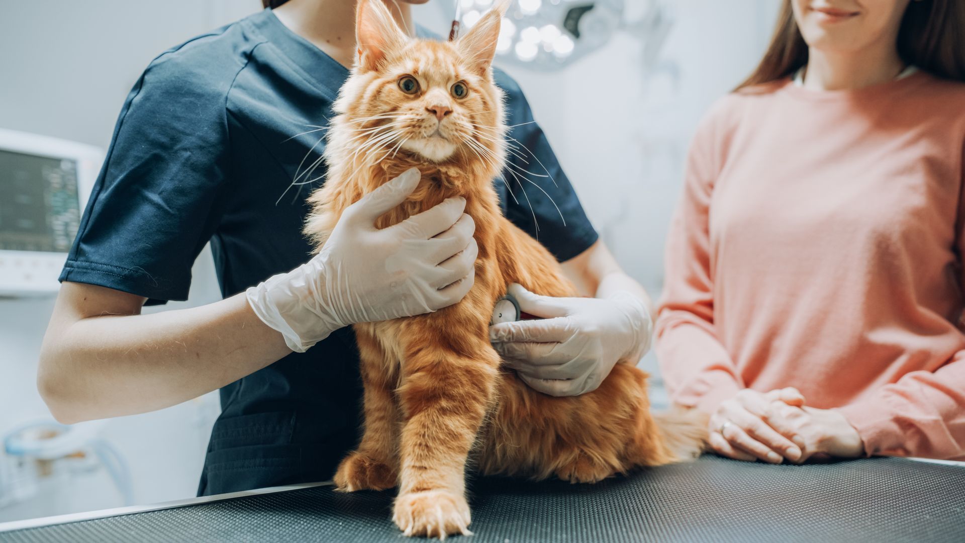 Orange cat being gently examined by a veterinarian on an exam table, with a person standing nearby.