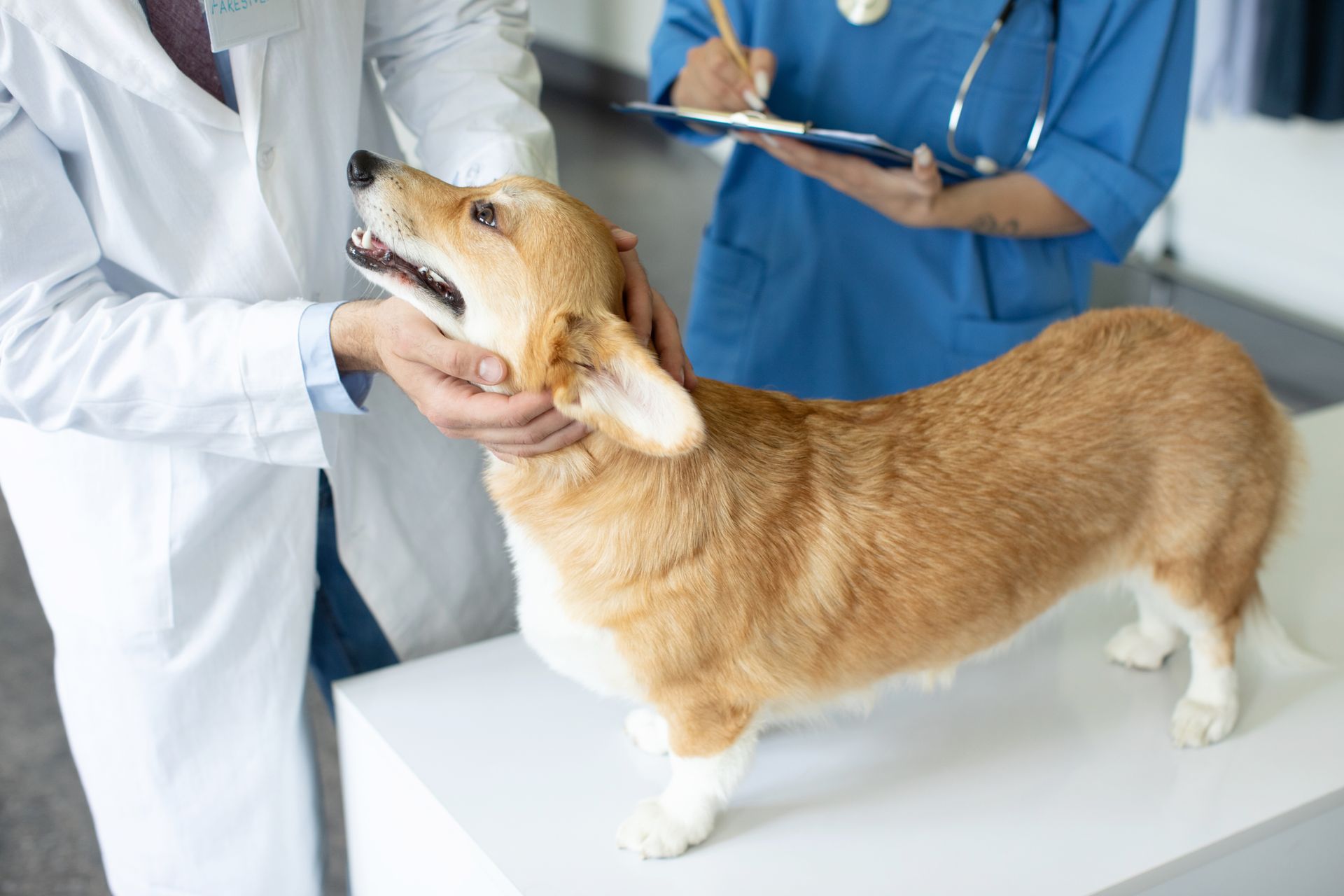 Corgi on a veterinary exam table, being checked by two vets in blue scrubs Corgi on a veterinary exam table, being checked by two vets in blue scrubs