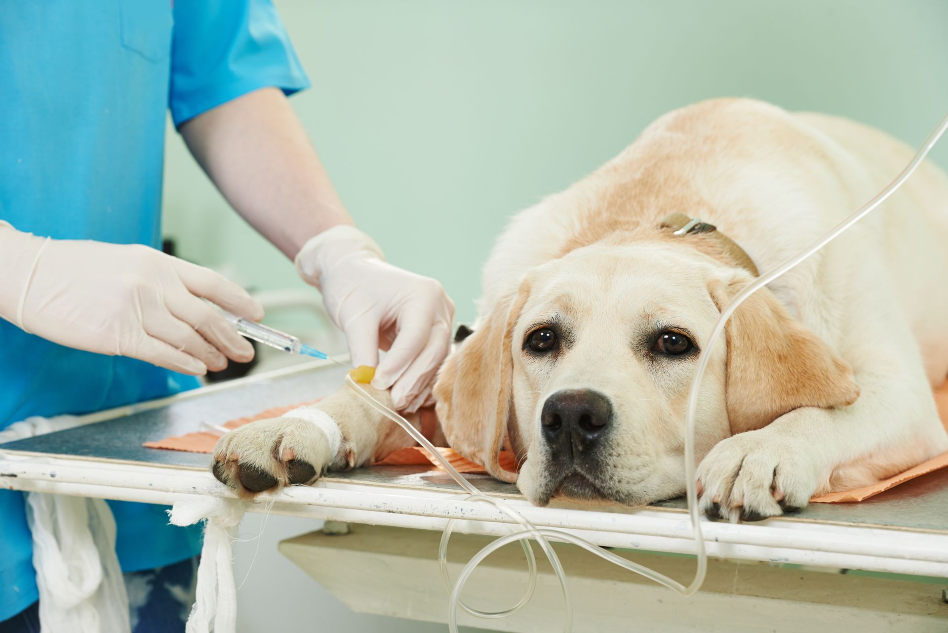 Veterinarian treating a sleepy Labrador on an exam table, with medical tubing attached Veterinarian treating a sleepy Labrador on an exam table, with medical tubing attached