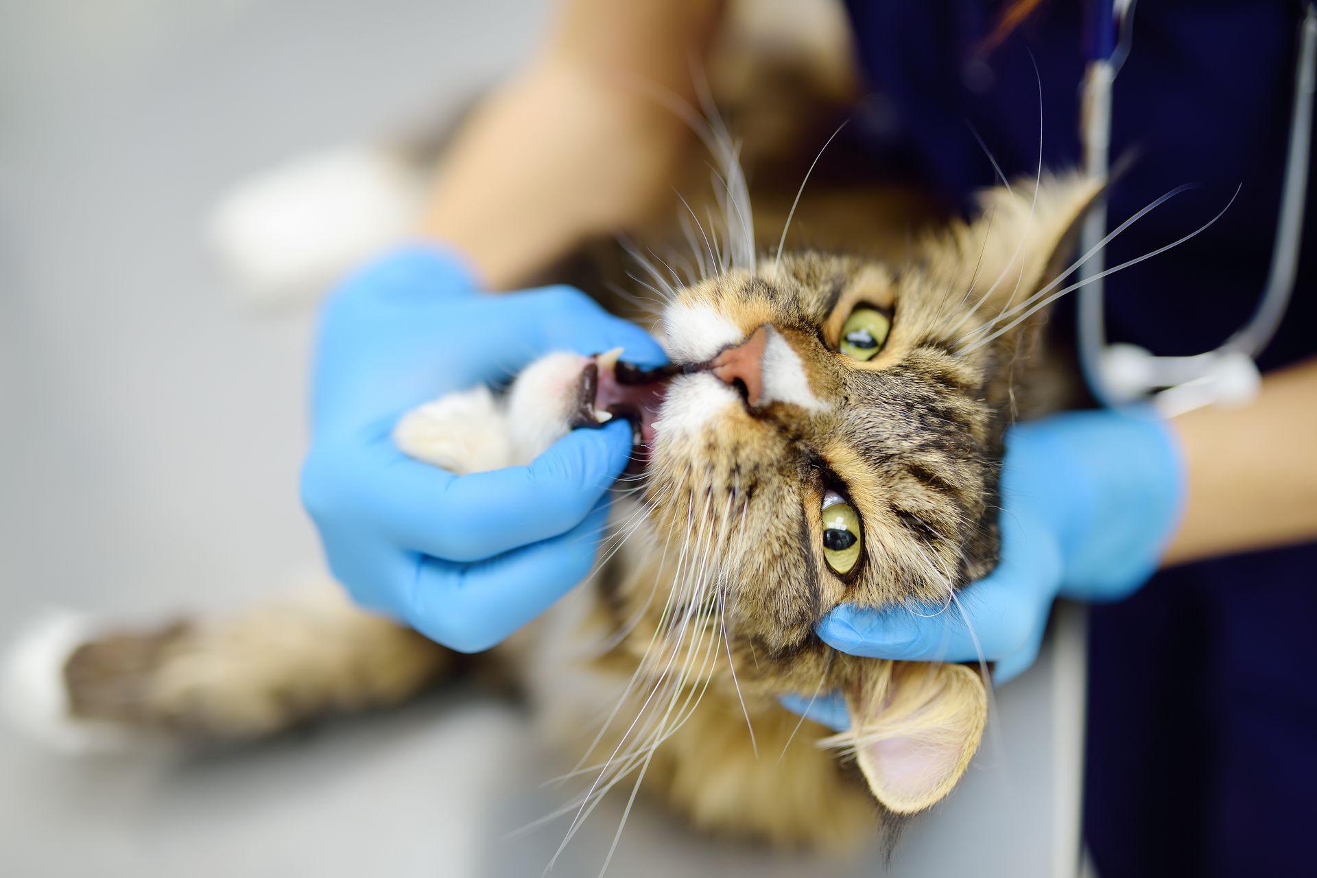 Veterinarian in blue gloves examining a cat’s mouth during a checkup Veterinarian in blue gloves examining a cat’s mouth during a checkup