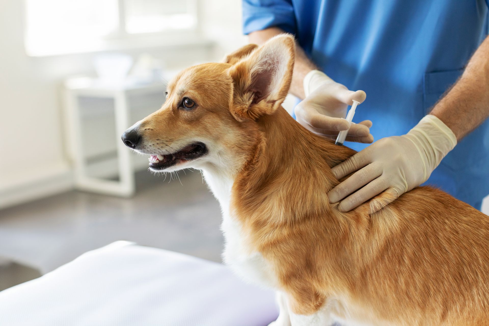 Small brown dog being examined by a vet in blue scrubs and gloves Small brown dog being examined by a vet in blue scrubs and gloves