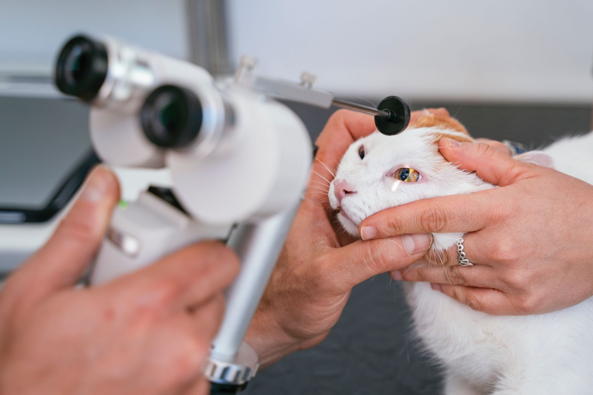 Veterinarian examining a white cat’s eyes with a diagnostic scope