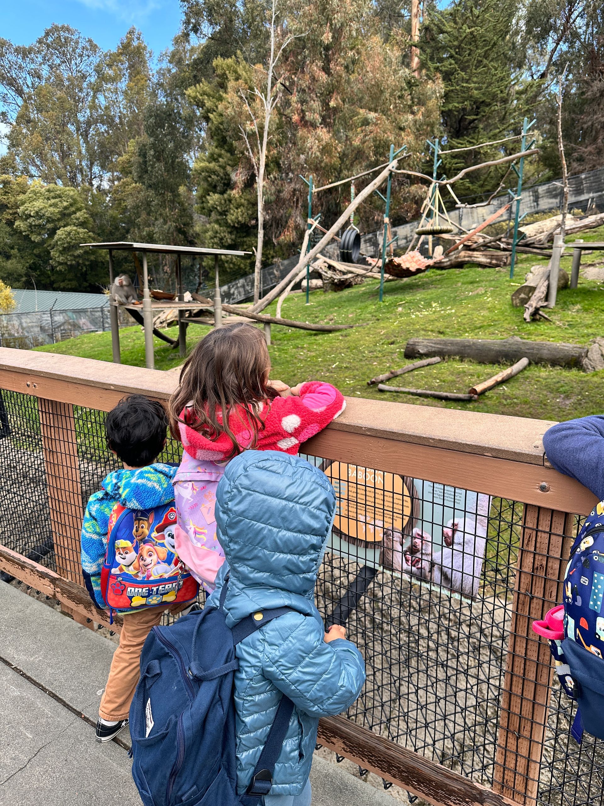 A group of Montessori child watching the animals at the Oakland Zoo