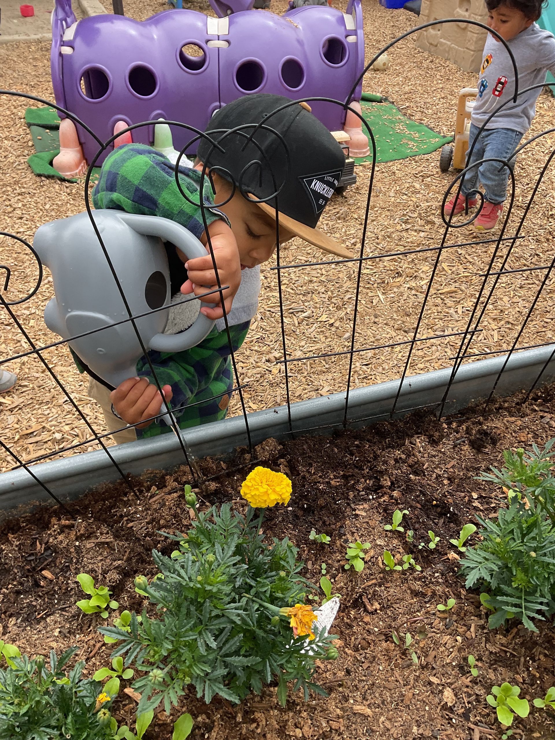 Montessori child watering plants