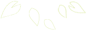 A series of four delicate, pale green, petal-shaped outlines scattered across a white background.