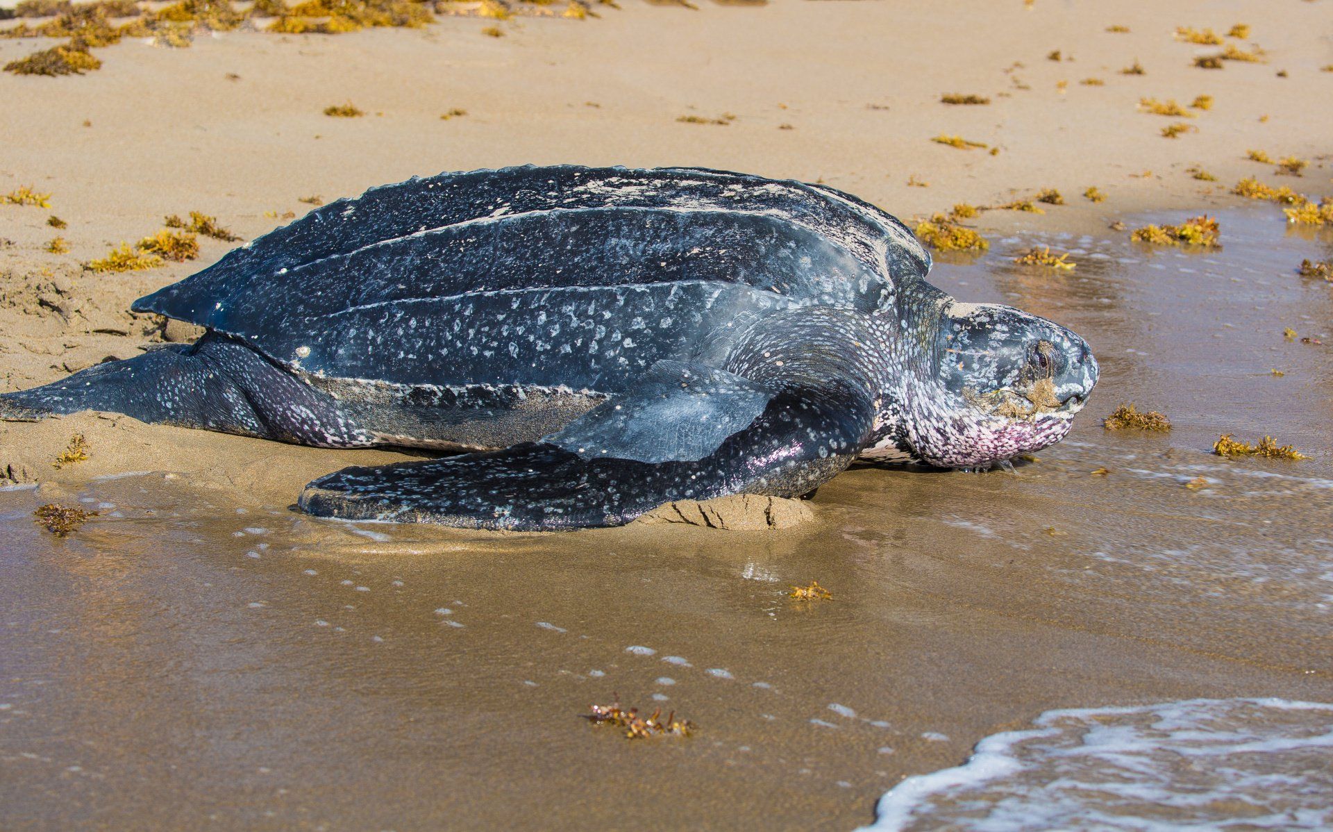 Female Loggerhead heading seaward after laying her eggs