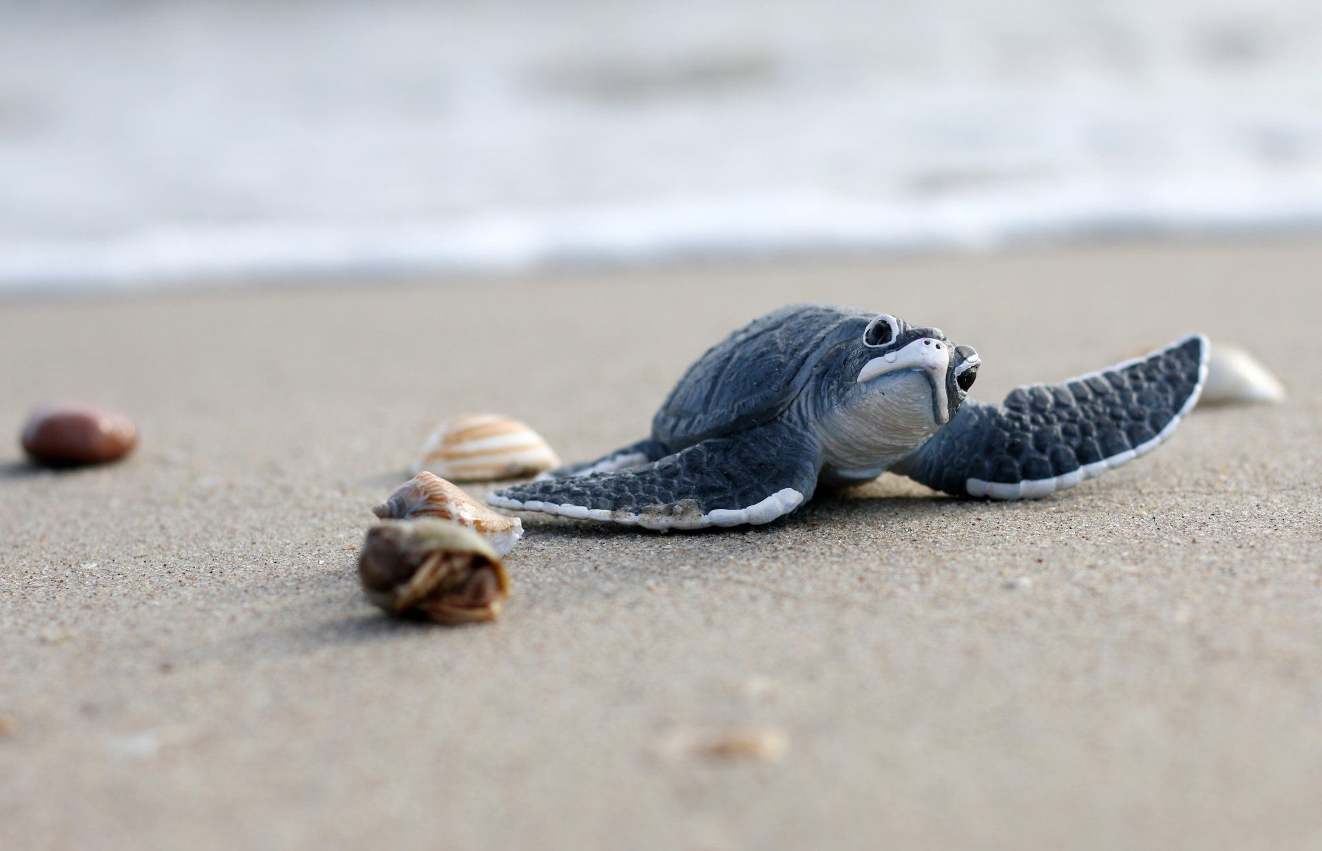 A baby Loggerhead making for the sea