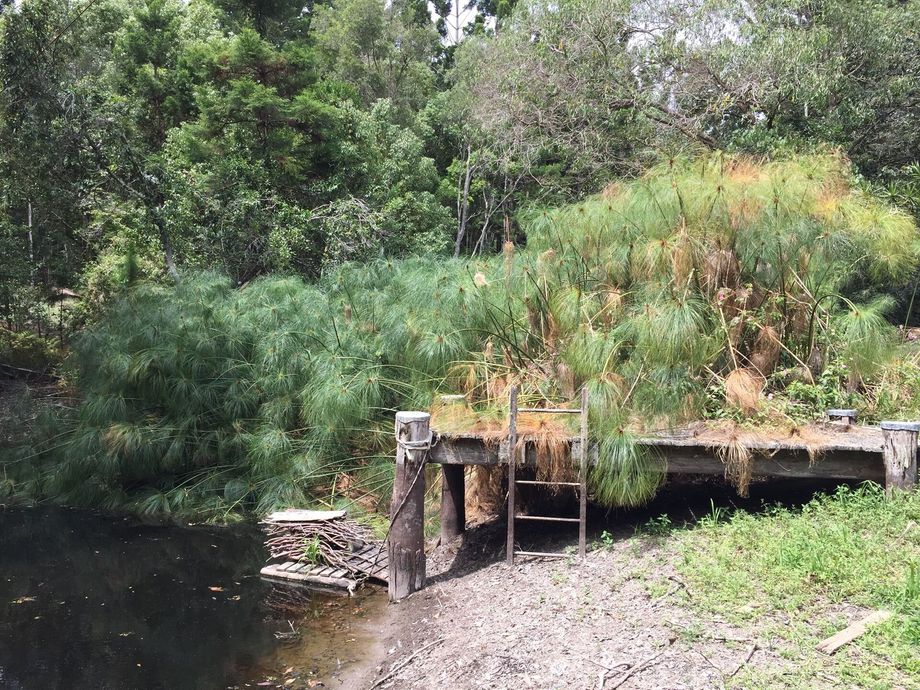 Overgrown Land Ready to be Cleared — Hinterland Property Services in Coopers Shoot, NSW