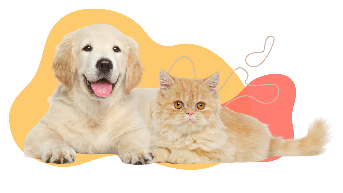 Golden retriever puppy and orange cat lying together.