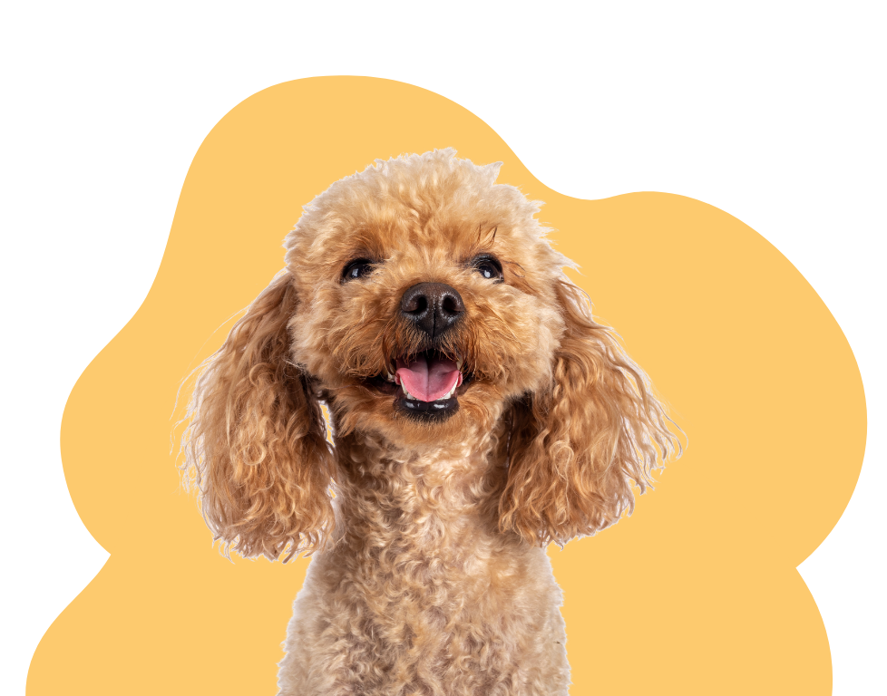 Happy brown poodle with open mouth, against a yellow shape background.