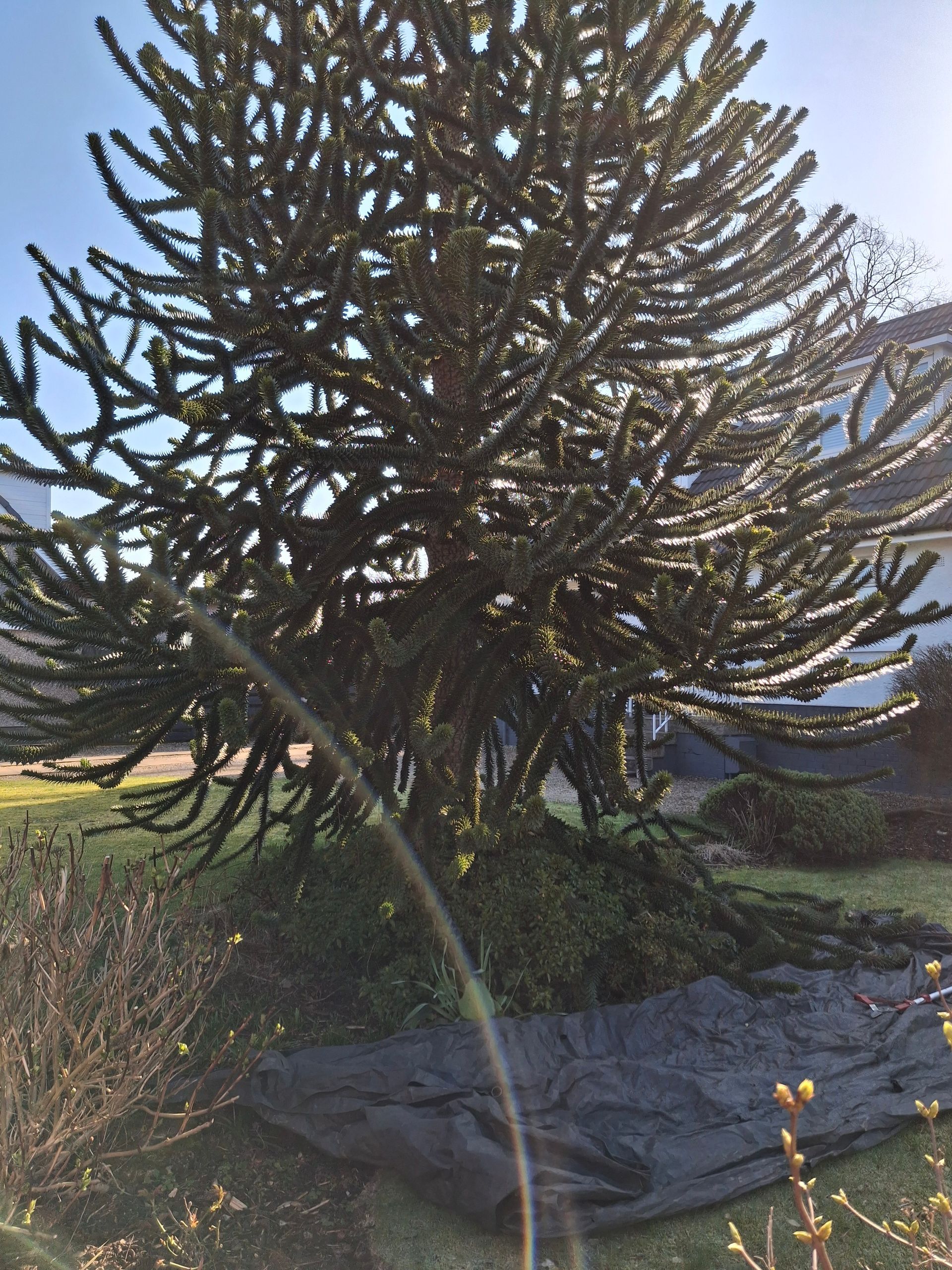 Large dark green, sculptural tree in a garden beside a stone bench and grassy path