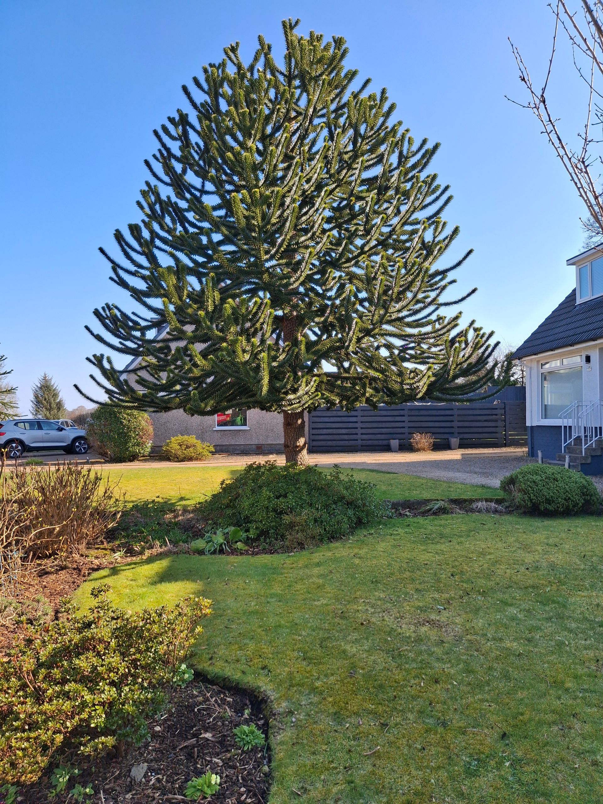 Sunlit garden with manicured lawn, shrubs, and a tall evergreen tree by a house under a blue sky