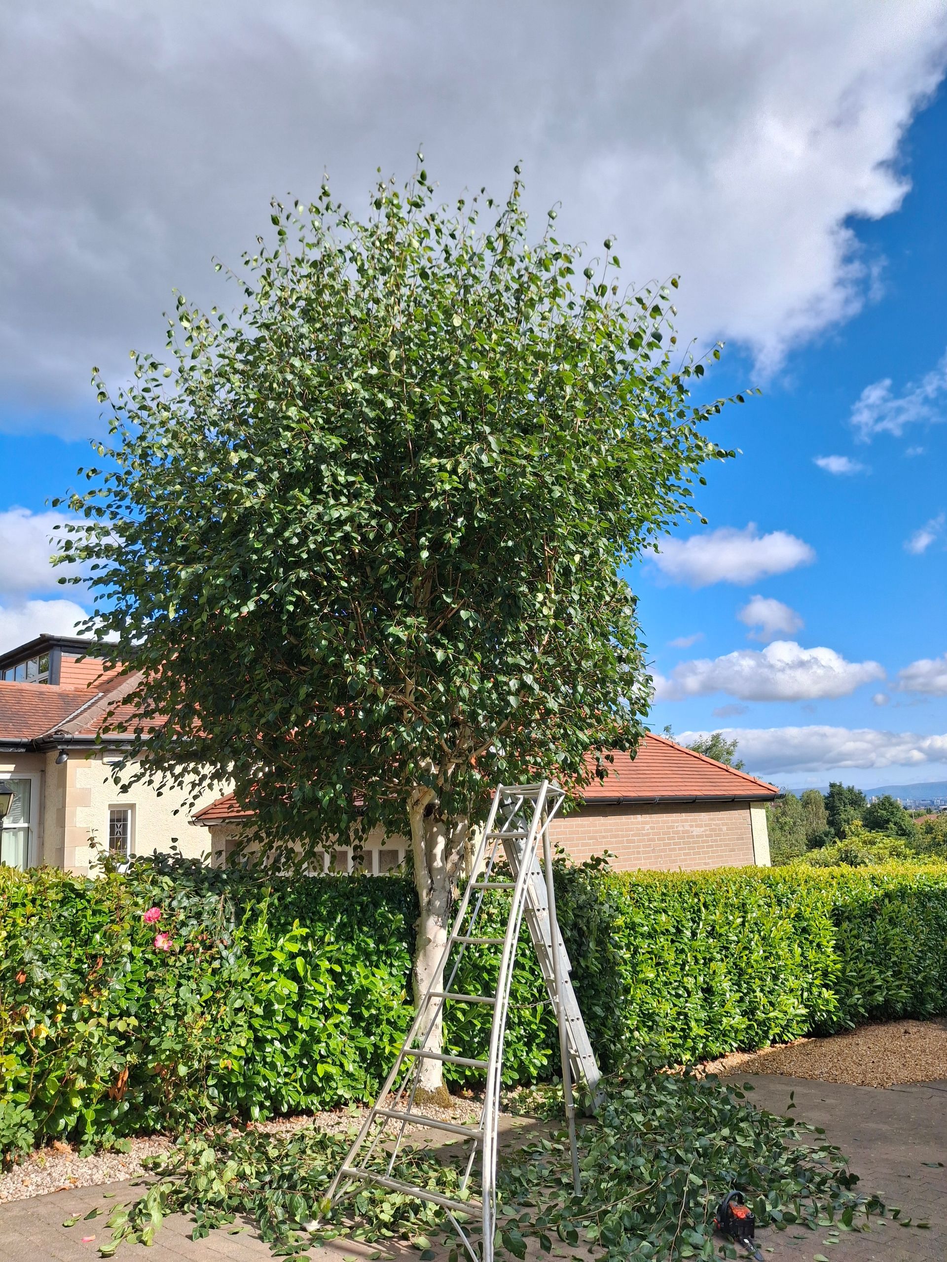 Young tree with white trunks in a garden, beside a hedge and houses under a partly cloudy blue sky