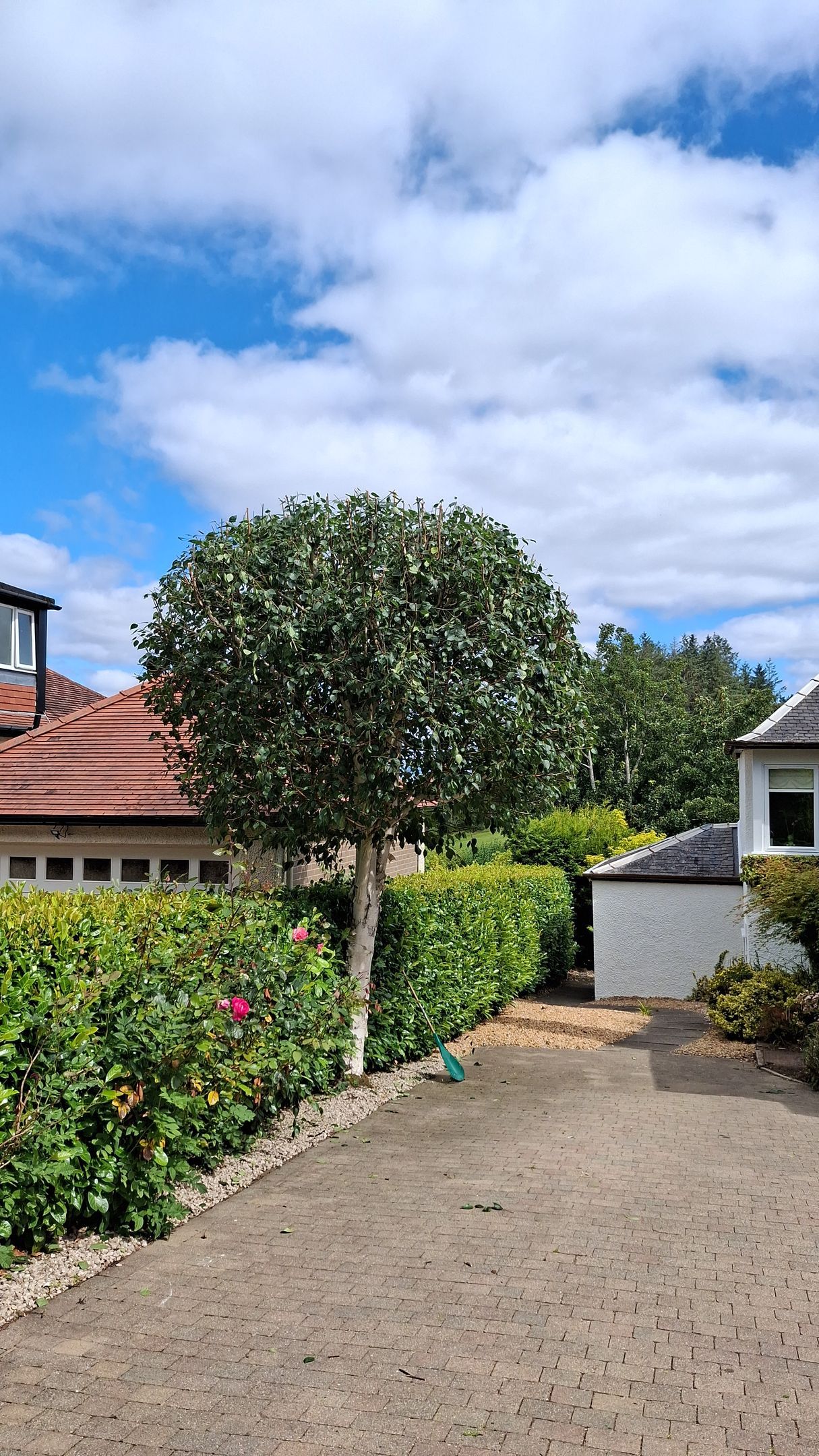 Garden path beside hedge, tree, and tiled-roof house under a partly cloudy blue sky