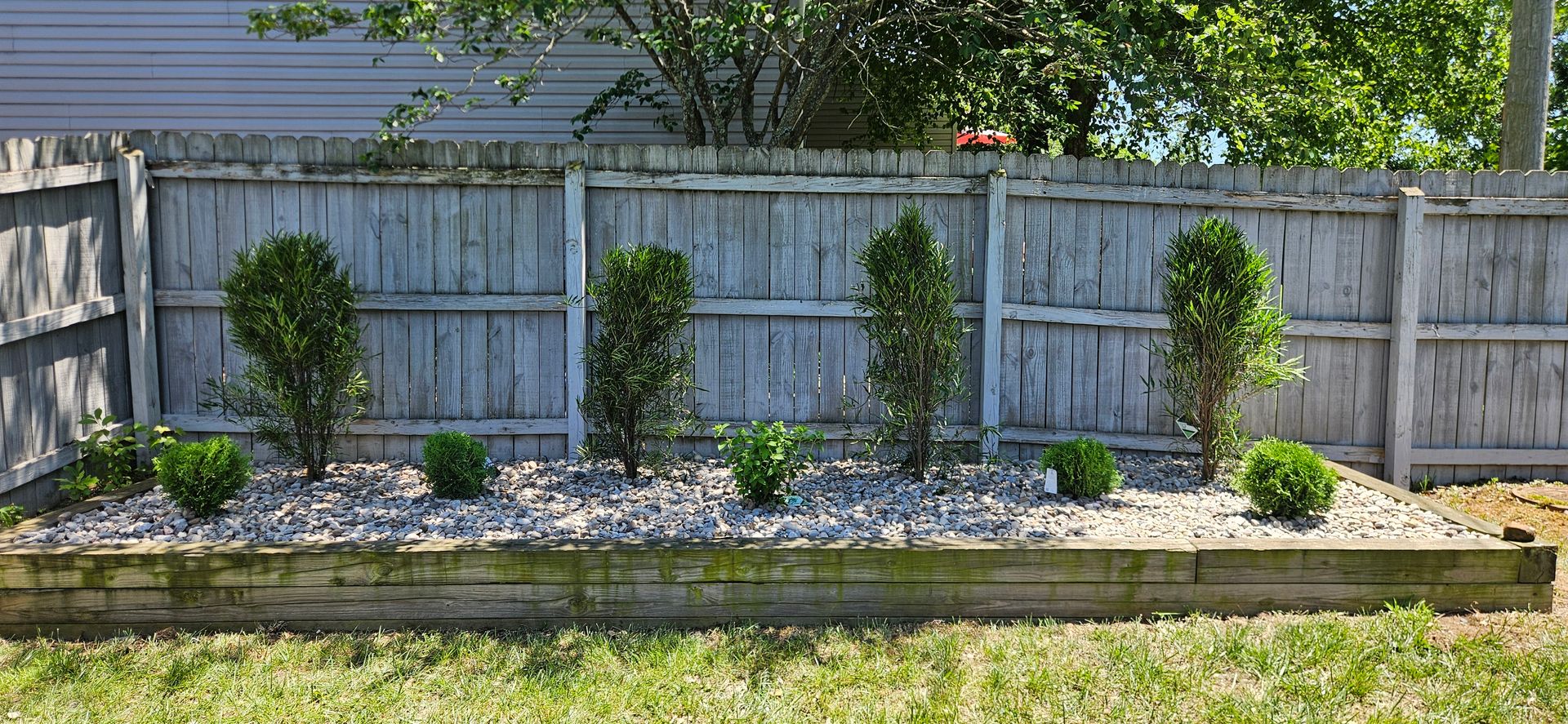 Raised garden bed with young shrubs and mulch along a wooden fence in a backyard