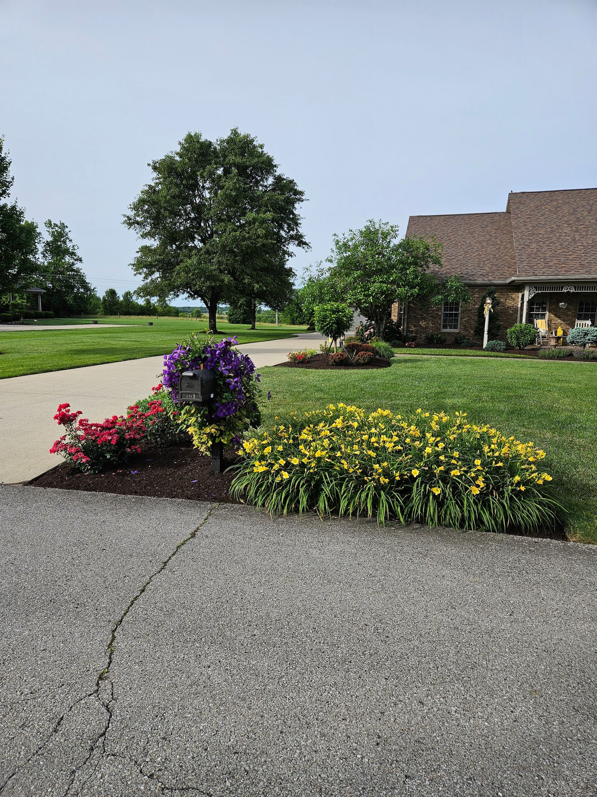 Flower bed with purple, red, and yellow blooms next to a paved driveway. A tree and building are in the background.