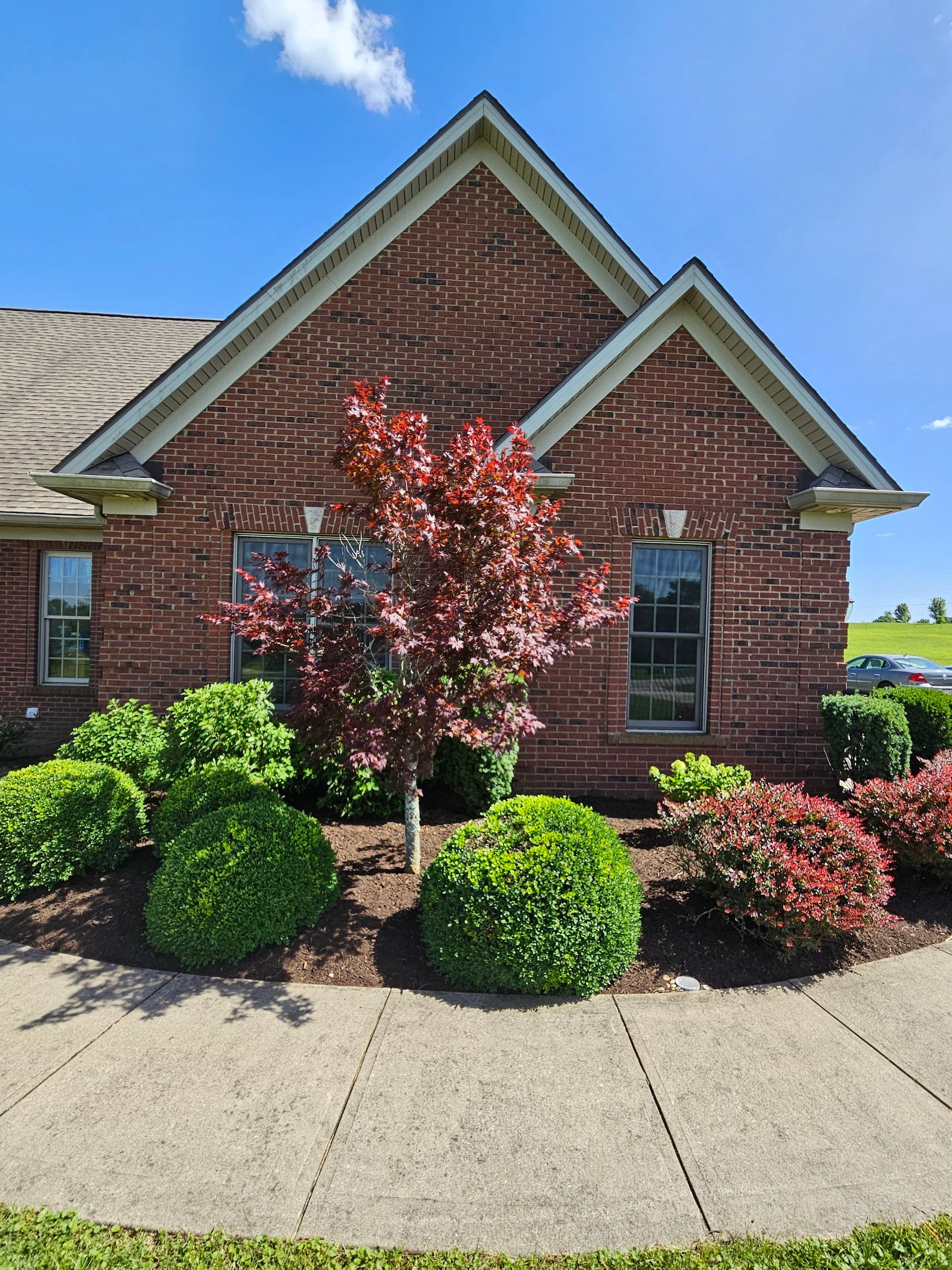 Red brick house with a red-leaf tree, surrounded by green shrubs, on a sunny day.
