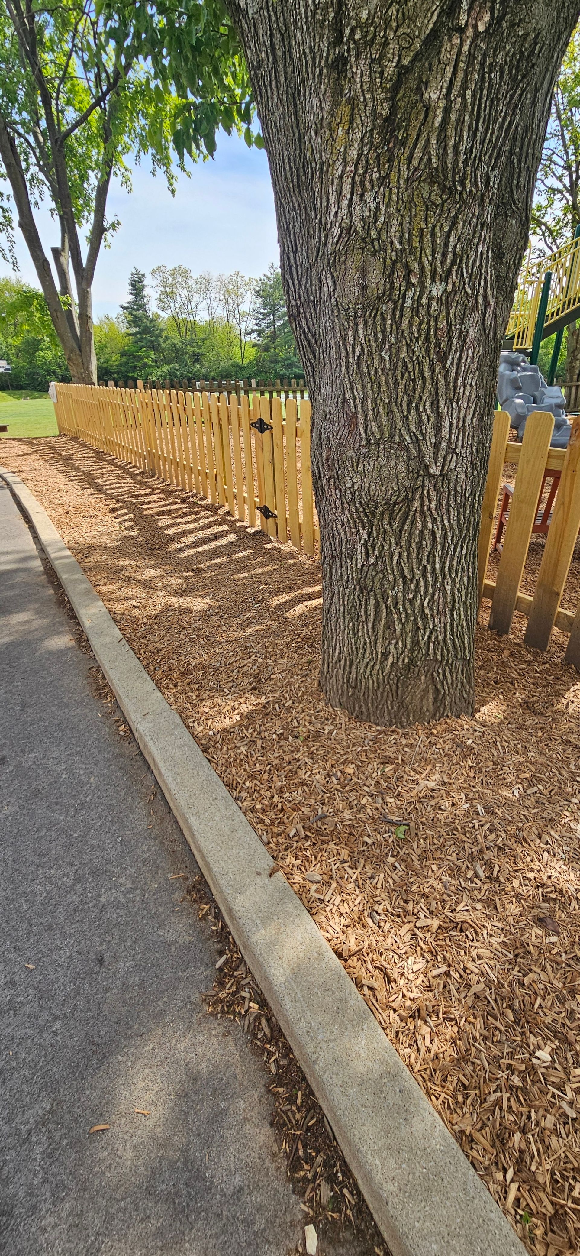 A tree with rough bark, surrounded by a wooden fence and mulch, next to a paved pathway.