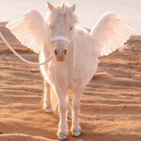 Live Pegasus / Alicorn / Unicorn with Wings in San Diego