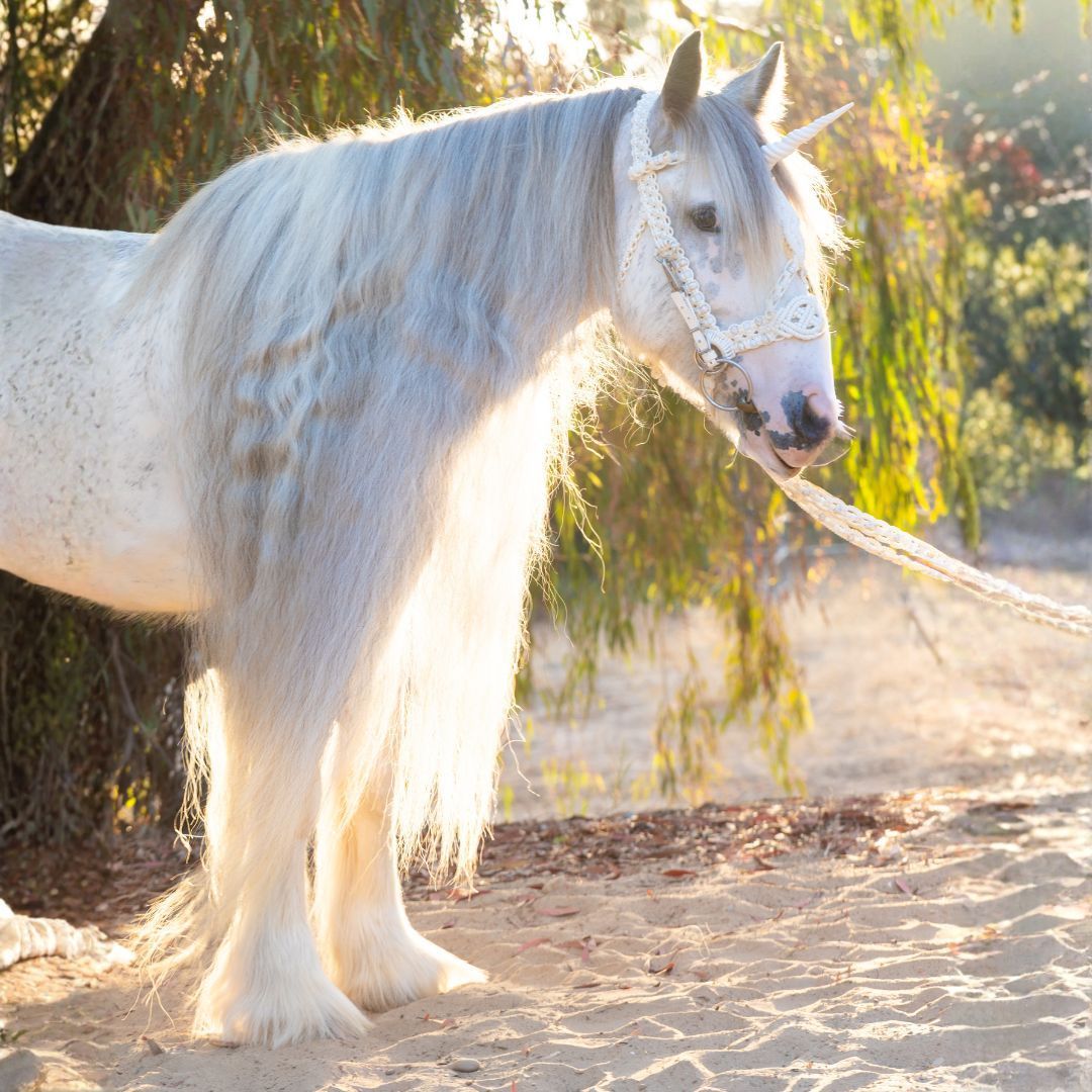 Live Unicorn Photoshoot in San Diego - a magical ride on unicorn photoshoot