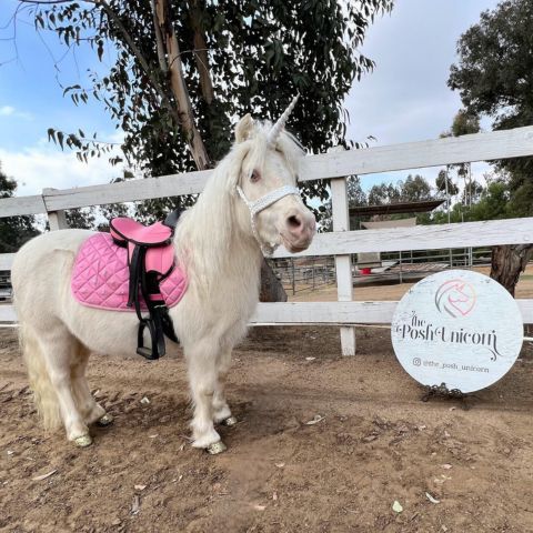 The Sparkle Unicorn - a ride on unicorn in san diego available for unicorn birthday parties & kid parties The Sparkle Unicorn - a ride on unicorn in san diego available for unicorn birthday parties & kid parties