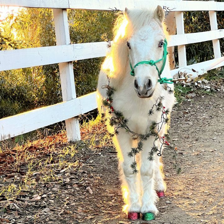 Reindeer Unicorn San Diego