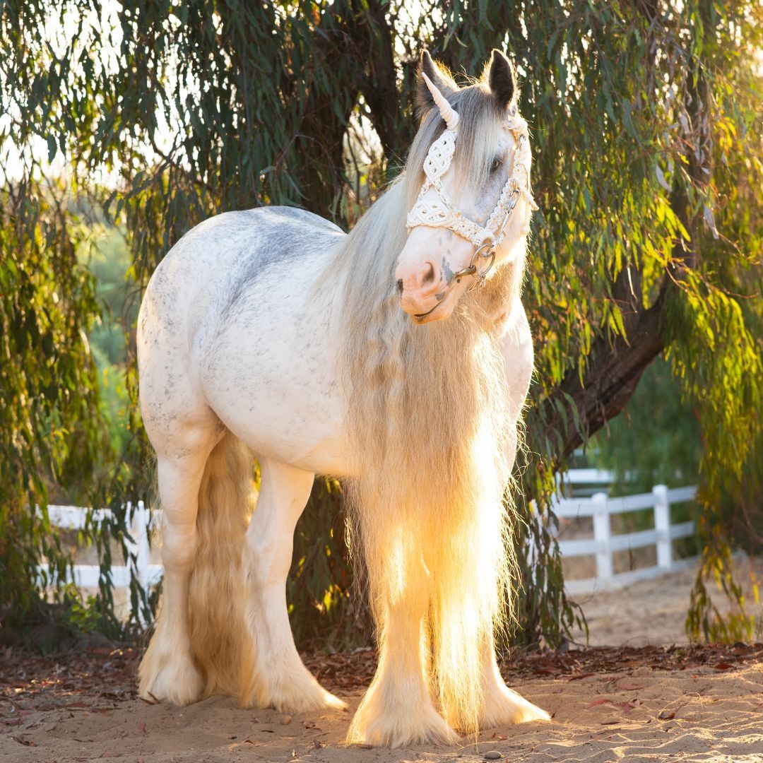 Live Posh Pegasus - a Unicorn Photoshoot experience in San Diego