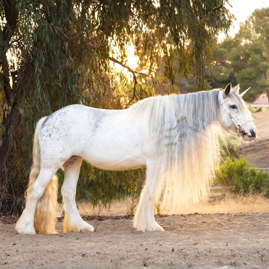 Live unicorn photoshoot in Alpine, San Diego