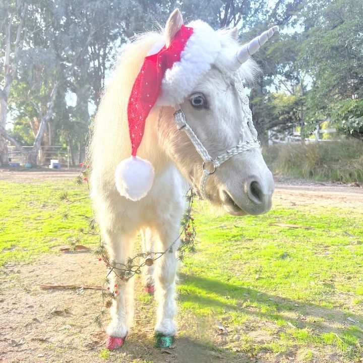 Live Christmas Unicorn San Diego